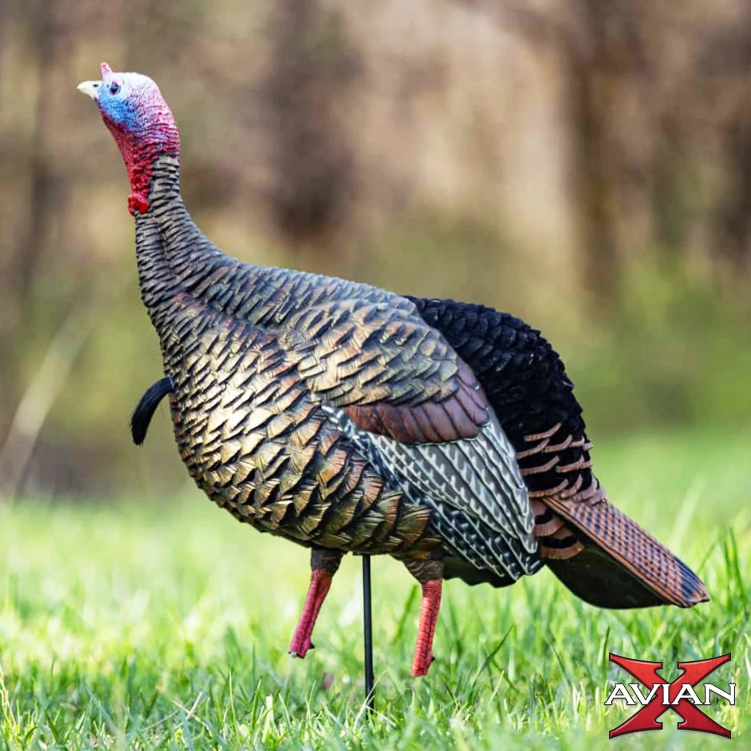 Avian-X HDR Jake Turkey Decoy - Image 6