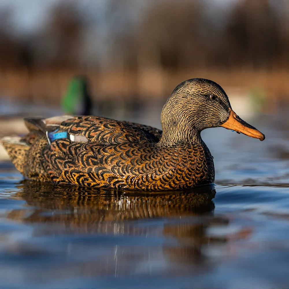 Avian-X Topflight Mallards Fusion Pack / 6 Floating Decoys - Image 4