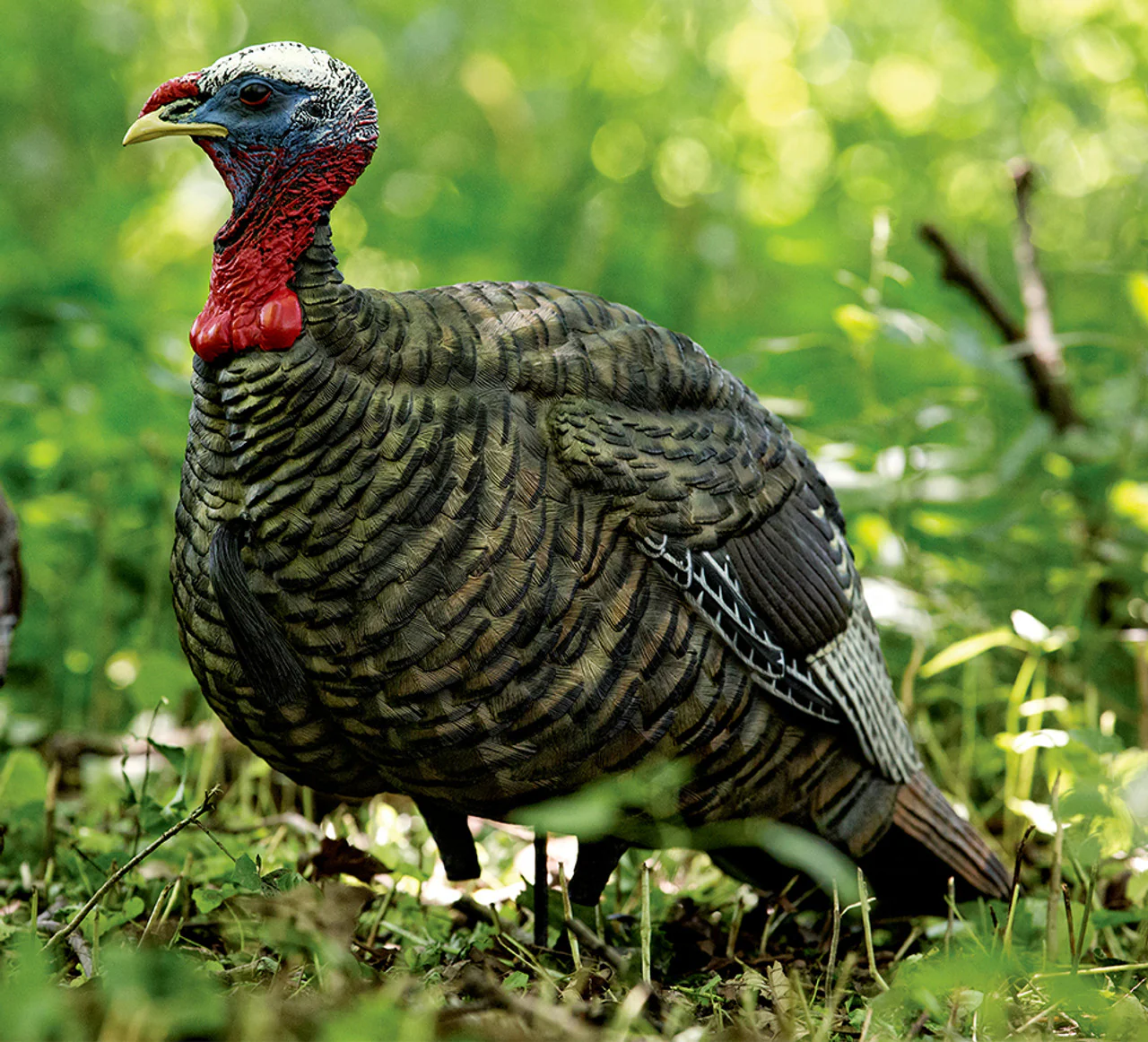 Avian-X LCD Quarter-Strut Jake Turkey Decoy - Image 3