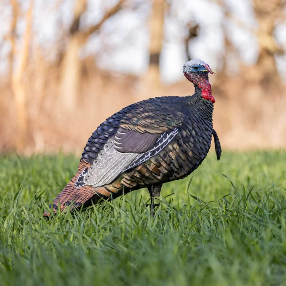 Avian-X LCD Quarter-Strut Jake Turkey Decoy - Image 4